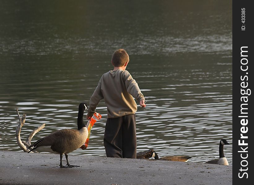 Child feeding canadian geese at a local lake. Child feeding canadian geese at a local lake