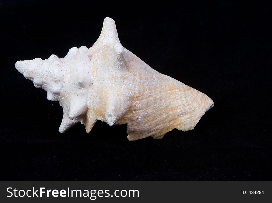 An isolated sea shell. An isolated sea shell