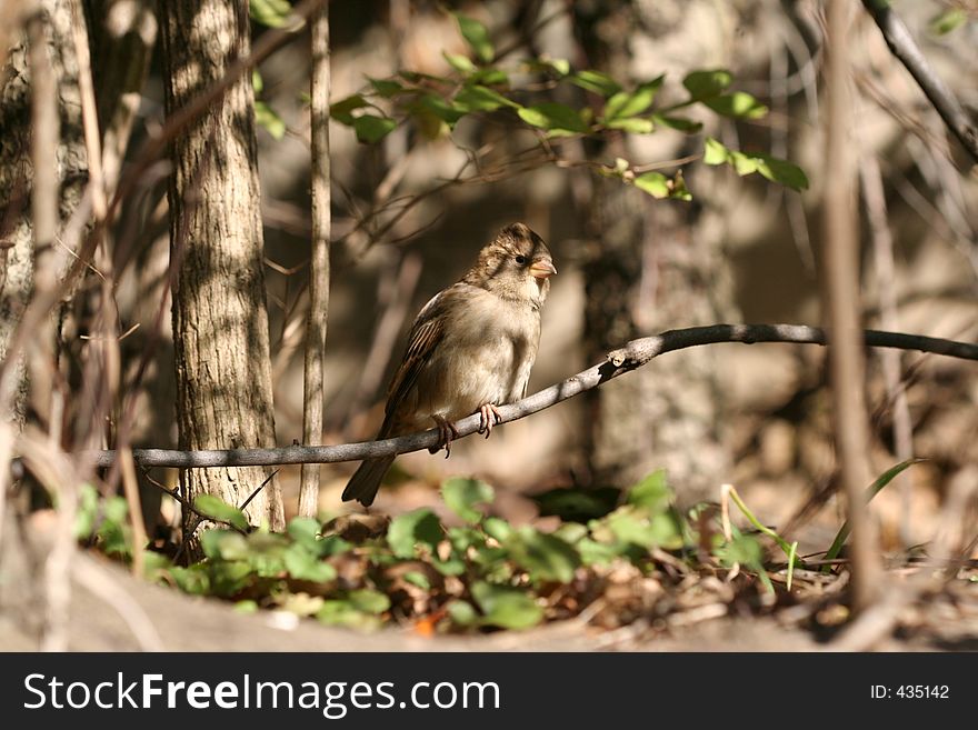 Closeup of Bird on Branch. Closeup of Bird on Branch