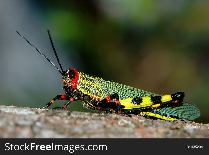 Coloured grasshopper