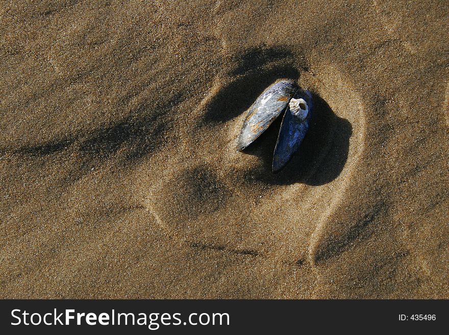 An empty mussel shell on a beach in England