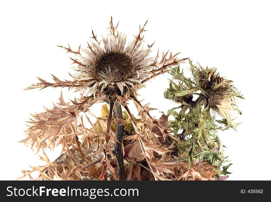 Dried Thistles