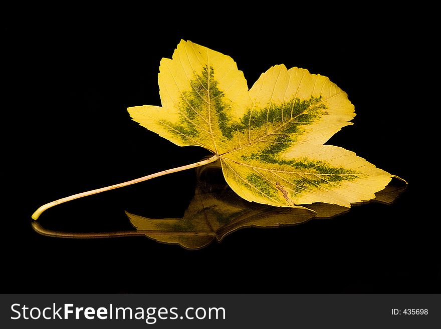 Golden autumn leaf on a black reflective background. Golden autumn leaf on a black reflective background.