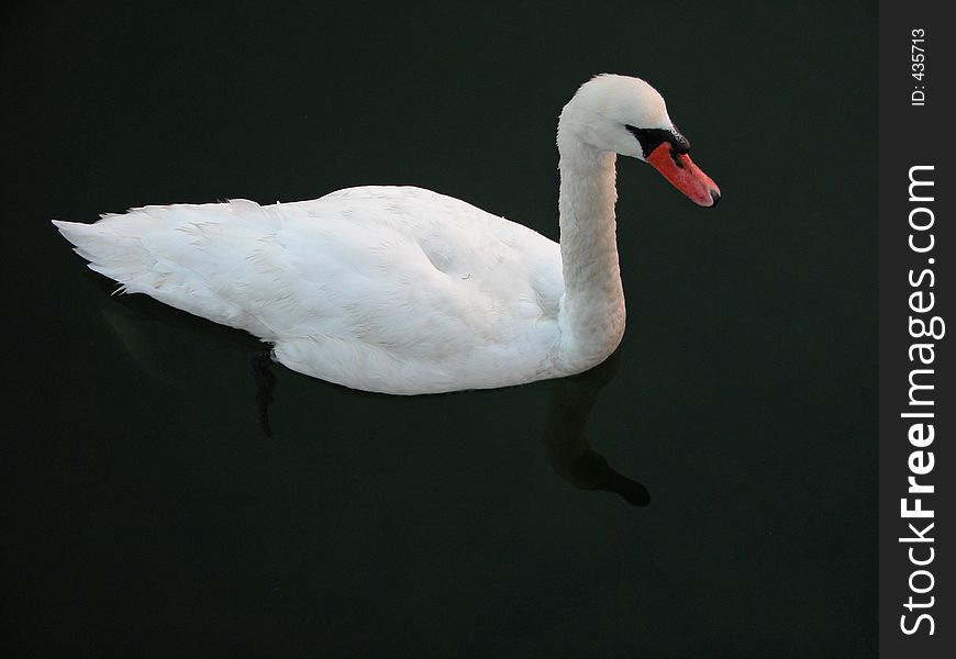 White swan on Maryland coast