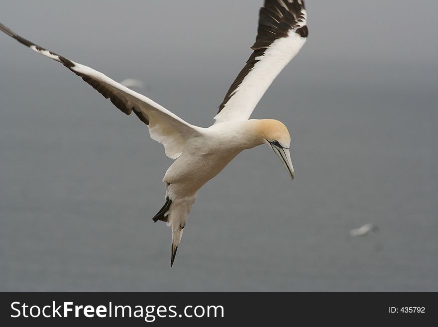 This gannet is just before landing. This gannet is just before landing