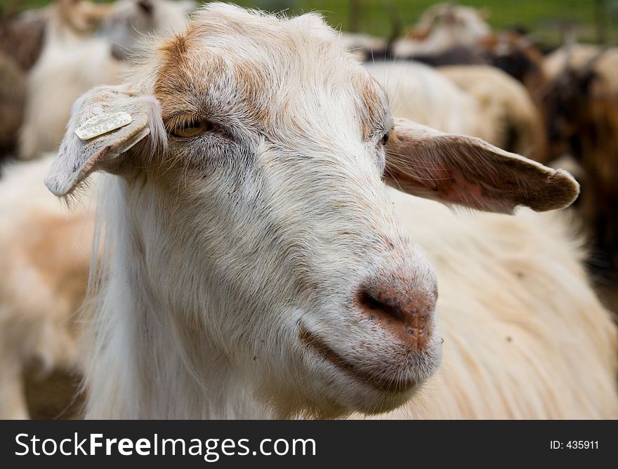 Head of a domestic goat