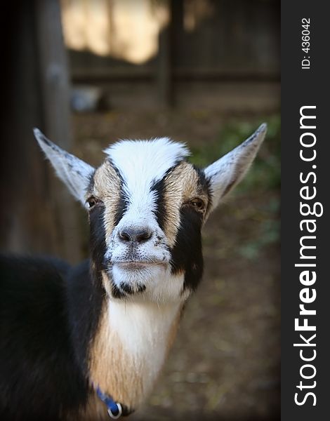 Nigerian Dwarf Goat, Spook-Boo