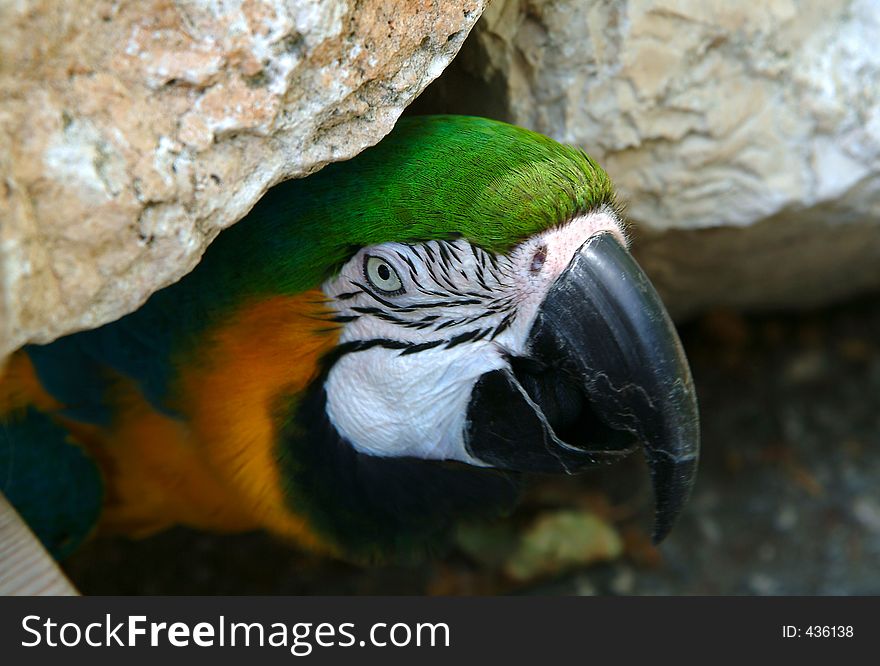 Colorful parrot portrait