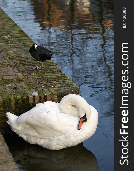White swan and black water bird