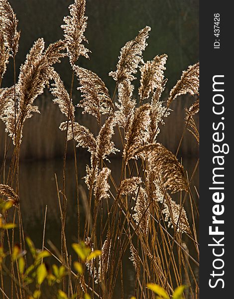 Backlit reed heads in sunlite. Backlit reed heads in sunlite