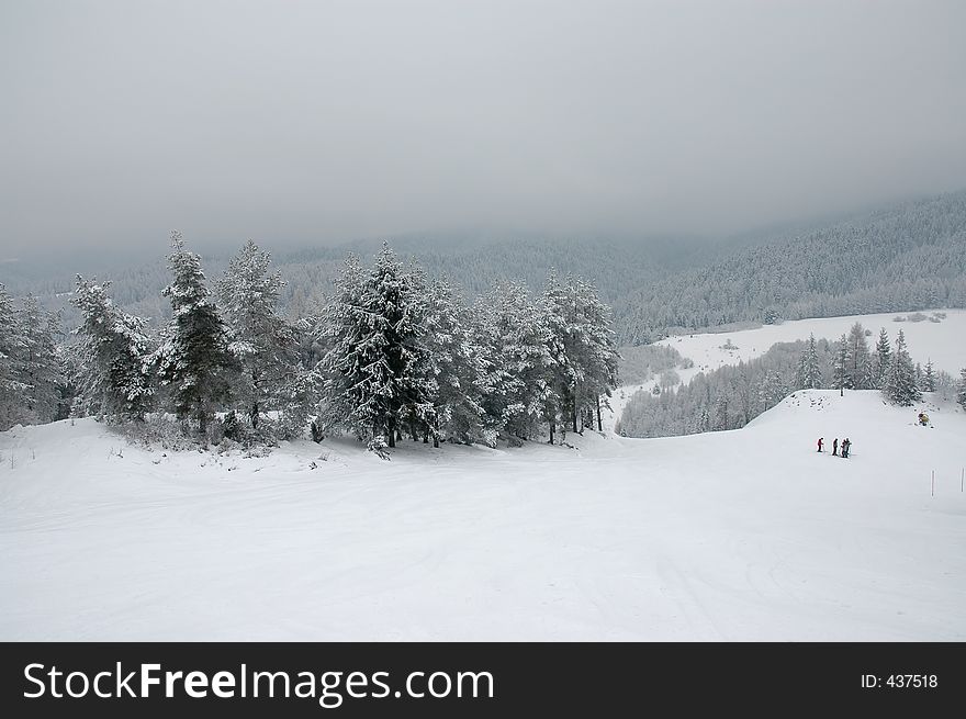 Trees in winter. Trees in winter