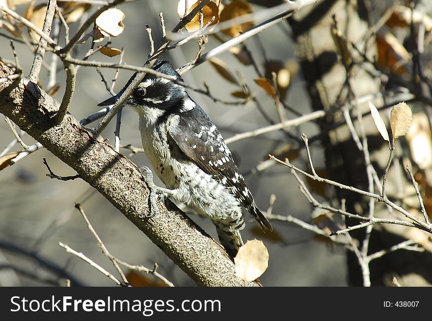 Female Downy Woodpecker, Picoides pubescens