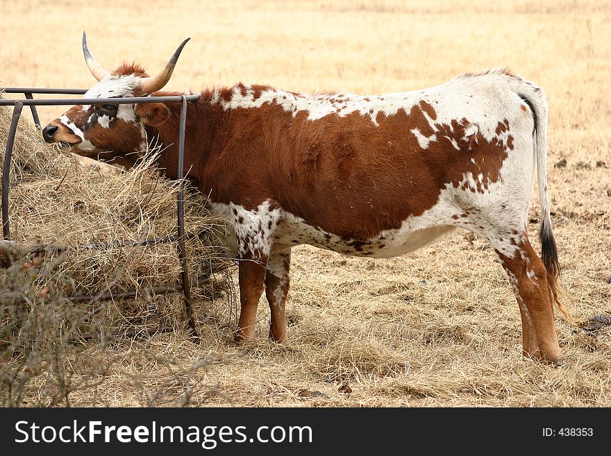 Longhorn Cow Eating Hay