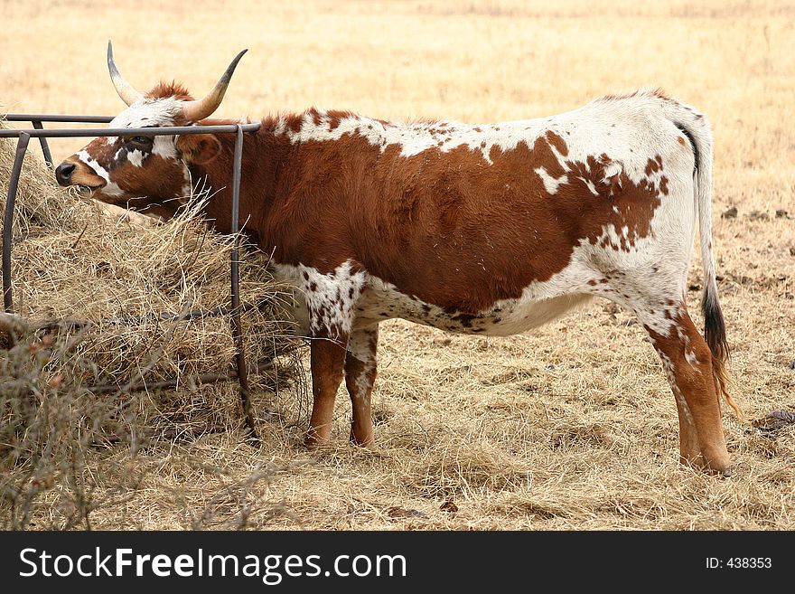 Red and white Longhorn cow with large horns eating hay at round bale feeder, dry brown winter pasture in background. Red and white Longhorn cow with large horns eating hay at round bale feeder, dry brown winter pasture in background.