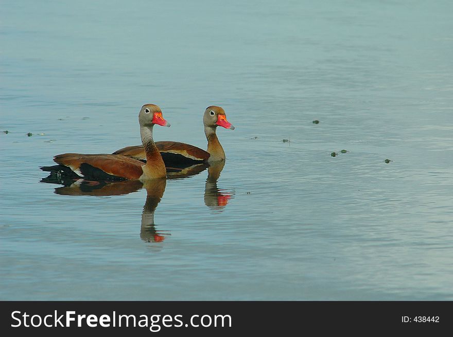 A Couple Of Ducks