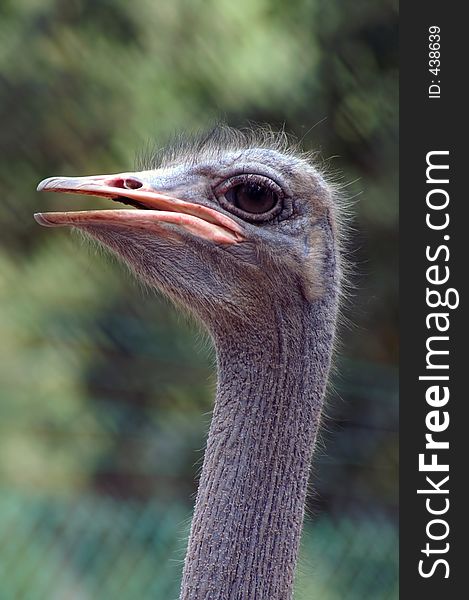 Closeup of an ostrich