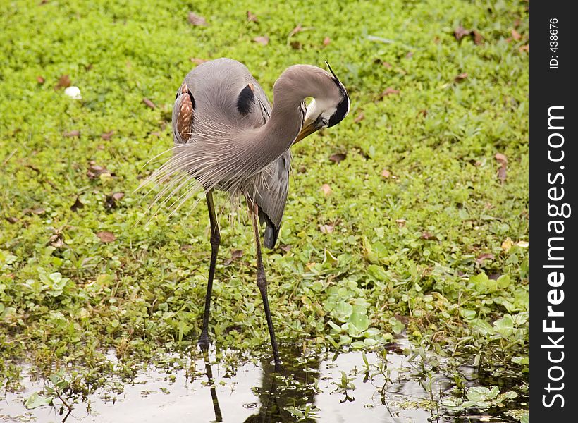 Great Blue Heron on the bank of the St. Johns River near DeLand, Florida. Preening. Kodak DCS Pro 14N, 1/125, f/6.7, ISO 160, 200mm. 11/19/2005. Great Blue Heron on the bank of the St. Johns River near DeLand, Florida. Preening. Kodak DCS Pro 14N, 1/125, f/6.7, ISO 160, 200mm. 11/19/2005.