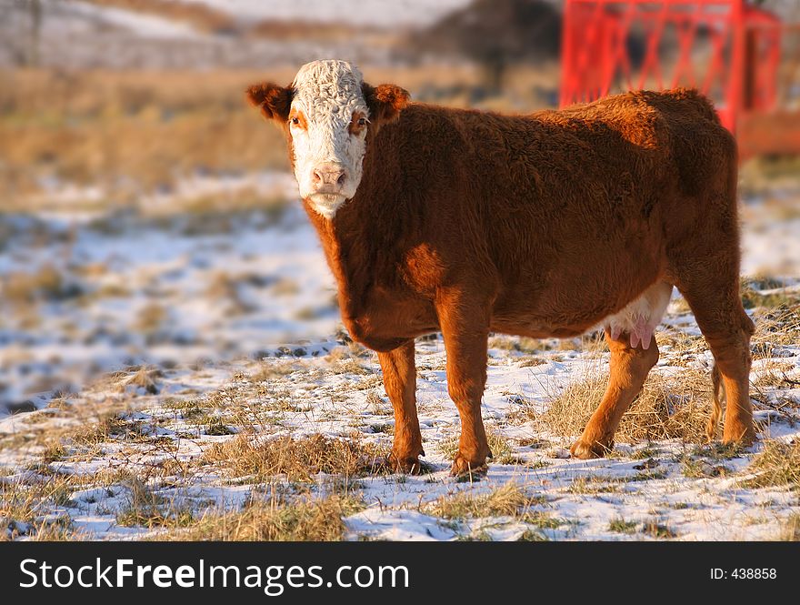 Canadian cow outside in winter. Canadian cow outside in winter