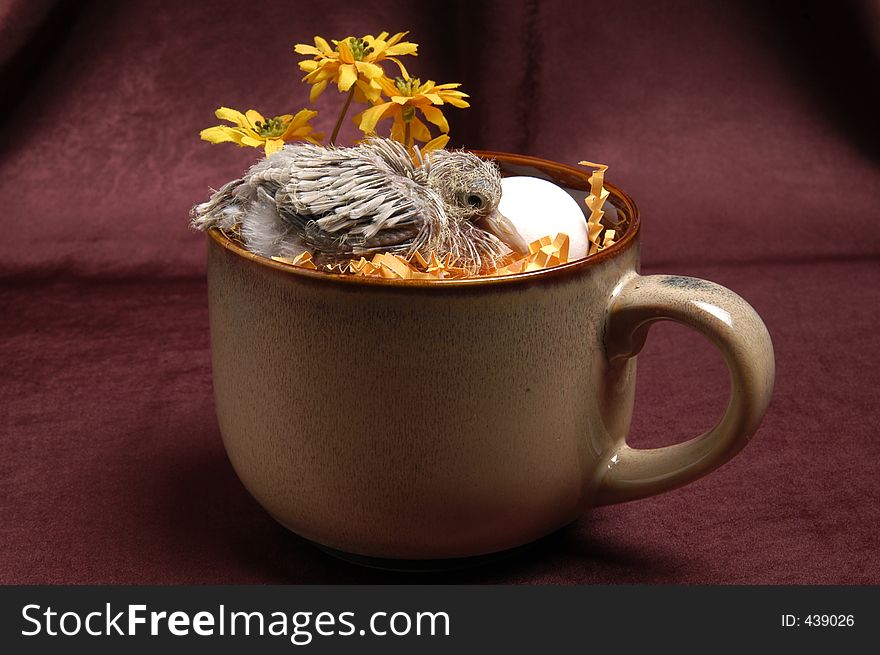 A baby Dove rests in a coffee cup nest