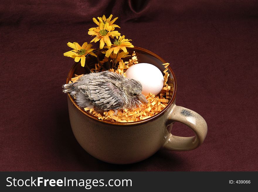 A baby dove in a coffee cup nest. A baby dove in a coffee cup nest.