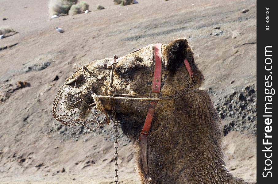 Camel S Head