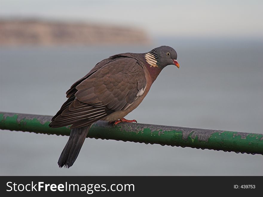 Pidgeon on rail overlooking sea