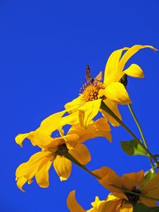 Small Butterfly On Sunflower Royalty Free Stock Images Small Butterfly On Sunflower Royalty Free Stock Images