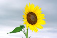 Beautiful Sunflower Royalty Free Stock Photo Beautiful Sunflower Royalty Free Stock Photo