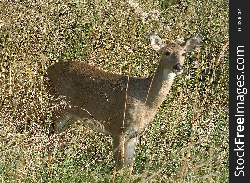 Young deer alert and curious