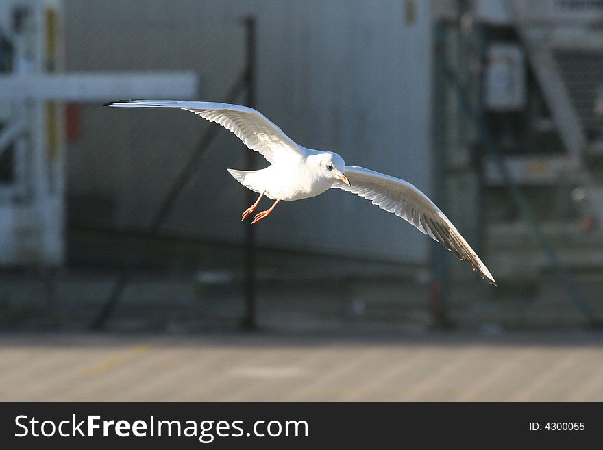 A seagull captured in mid flight. A seagull captured in mid flight