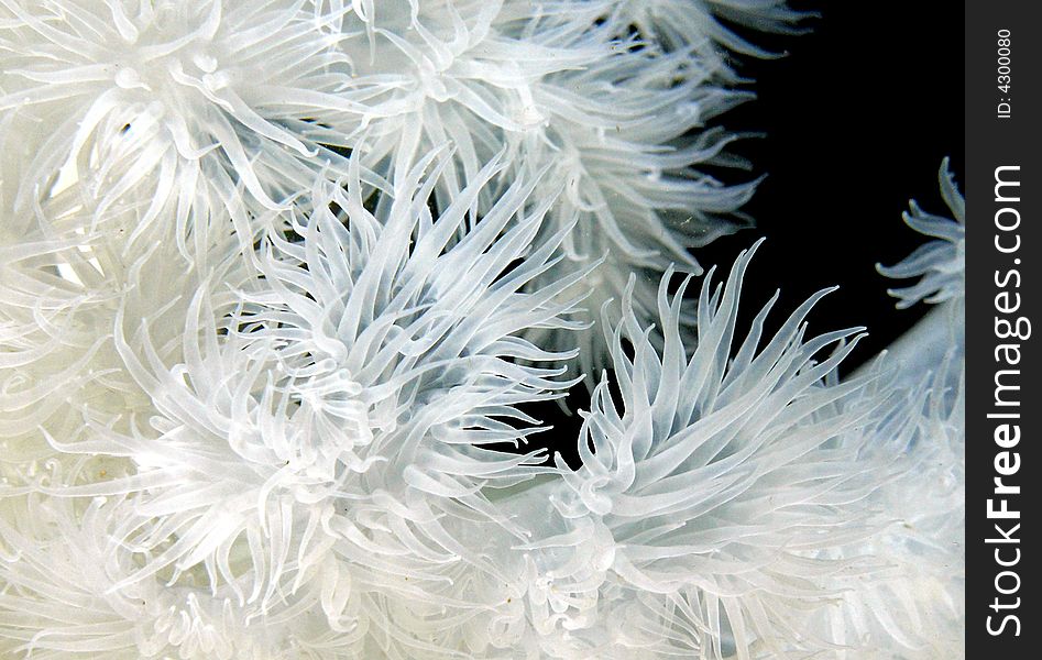 An artistic shot of the delicate features of a Plumose Anemone. An artistic shot of the delicate features of a Plumose Anemone.