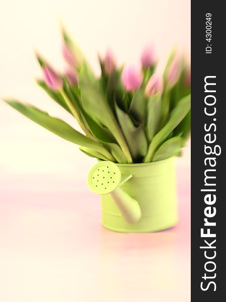 Watering can full of pink tulips with special focus and tint. Watering can full of pink tulips with special focus and tint