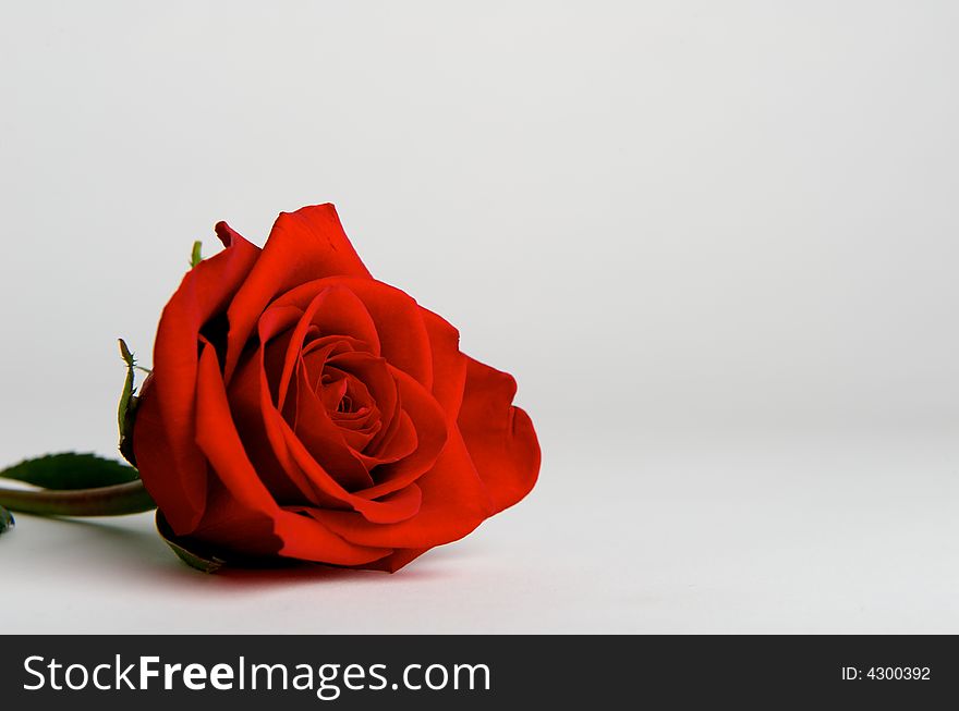 A Red Rose On White