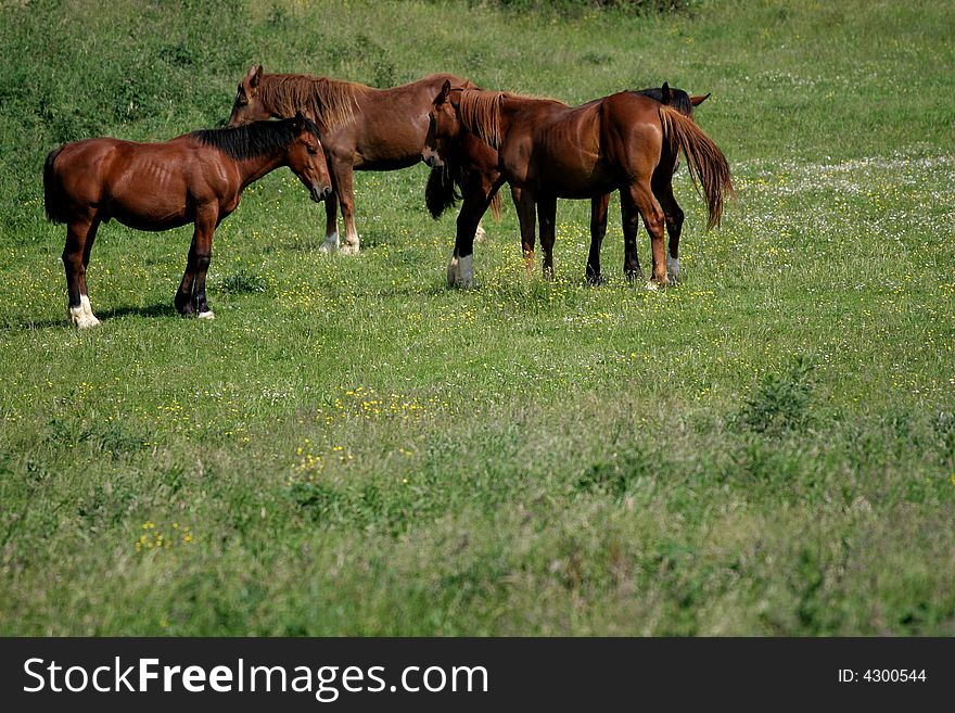 Wild horses in french haute normandie. Wild horses in french haute normandie