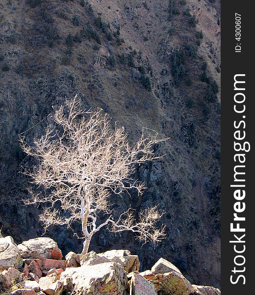 Light tree on dark rock slope background. Light tree on dark rock slope background