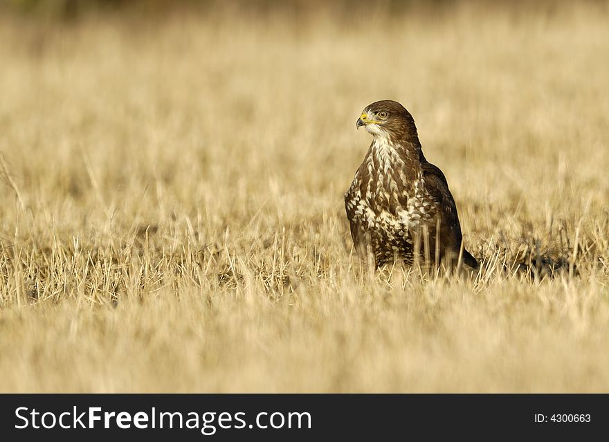 Buteo buteo in a field