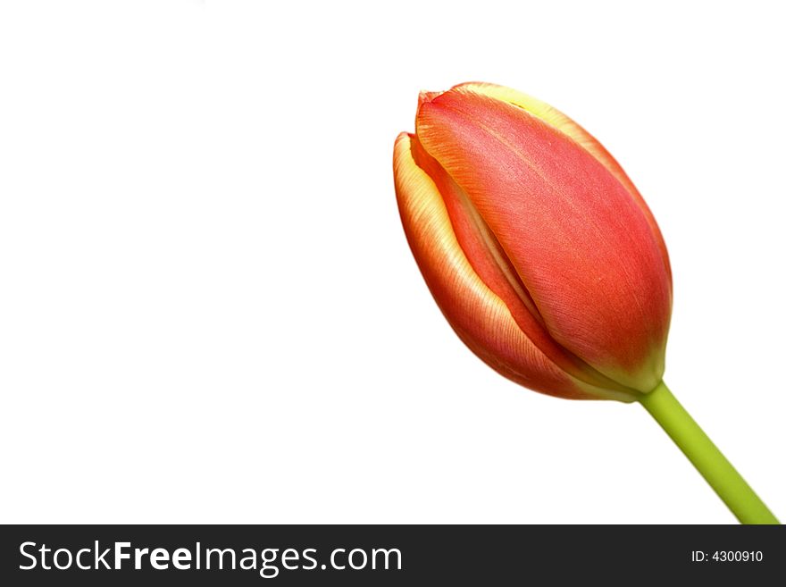 Close-up of red and yellow tulip isolated over white with copy space. Close-up of red and yellow tulip isolated over white with copy space