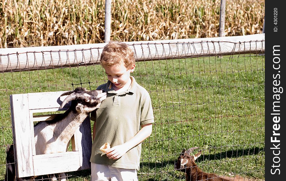 Boy And Goat Looking At Each Other