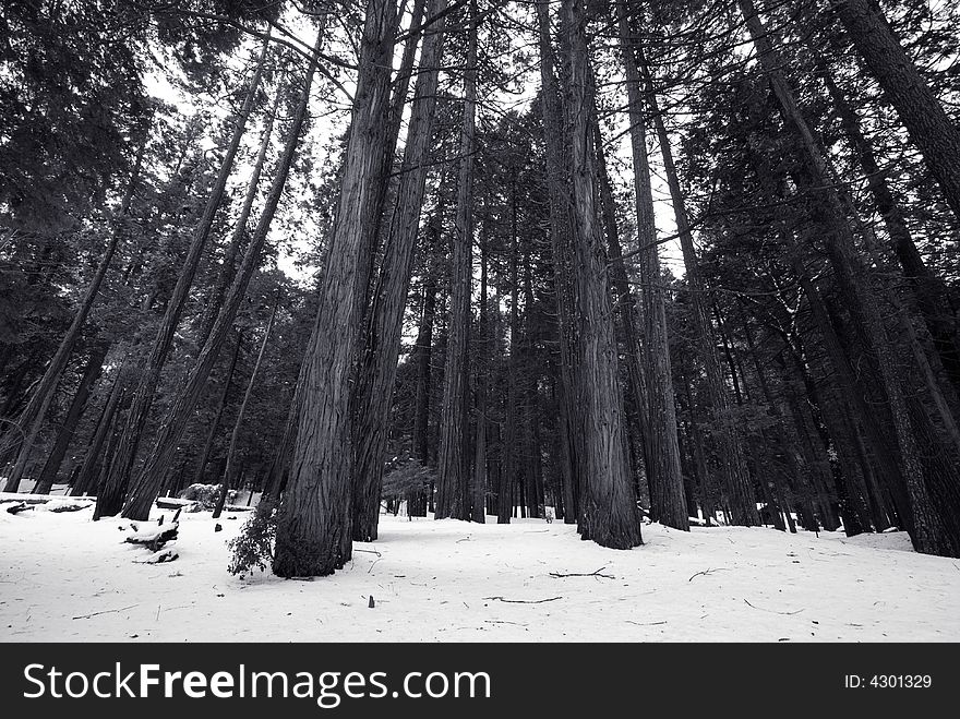 These are redwood trees in Yosemite national park, the ground is filled with snow.