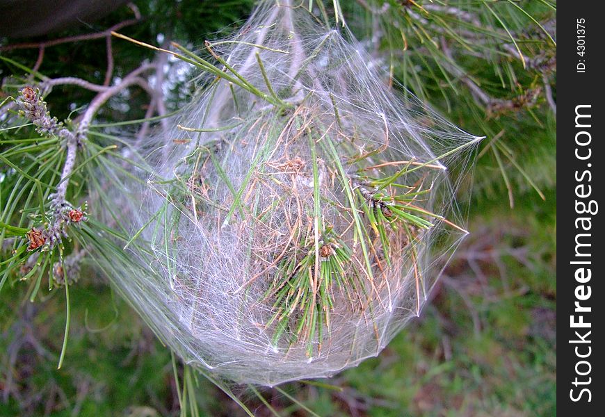 The crobweb on pine tree