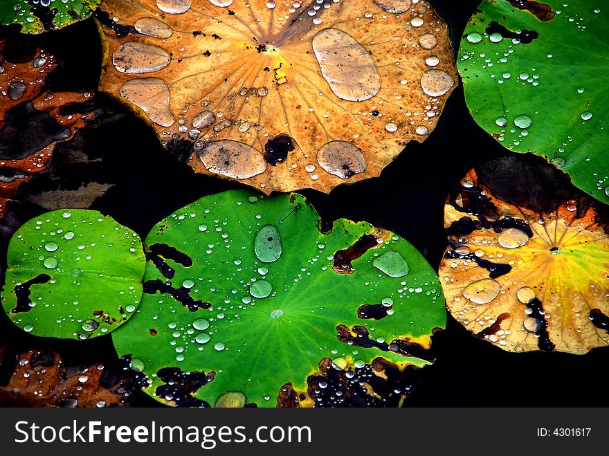 After rain, crystal water rolling on colourful lotus leaf