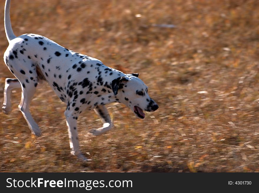 Running Dog In Grassland