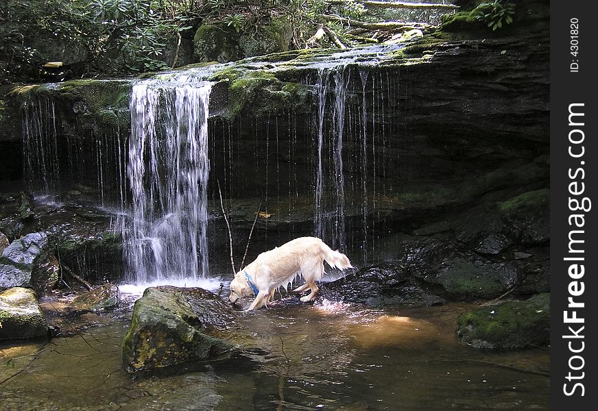 Golden Retriever drinking from a mountain stream, framed by a waterfall in the background. Golden Retriever drinking from a mountain stream, framed by a waterfall in the background.