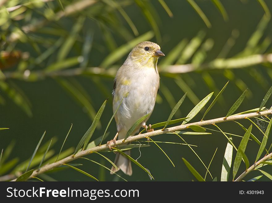 American Goldfinch perchrd