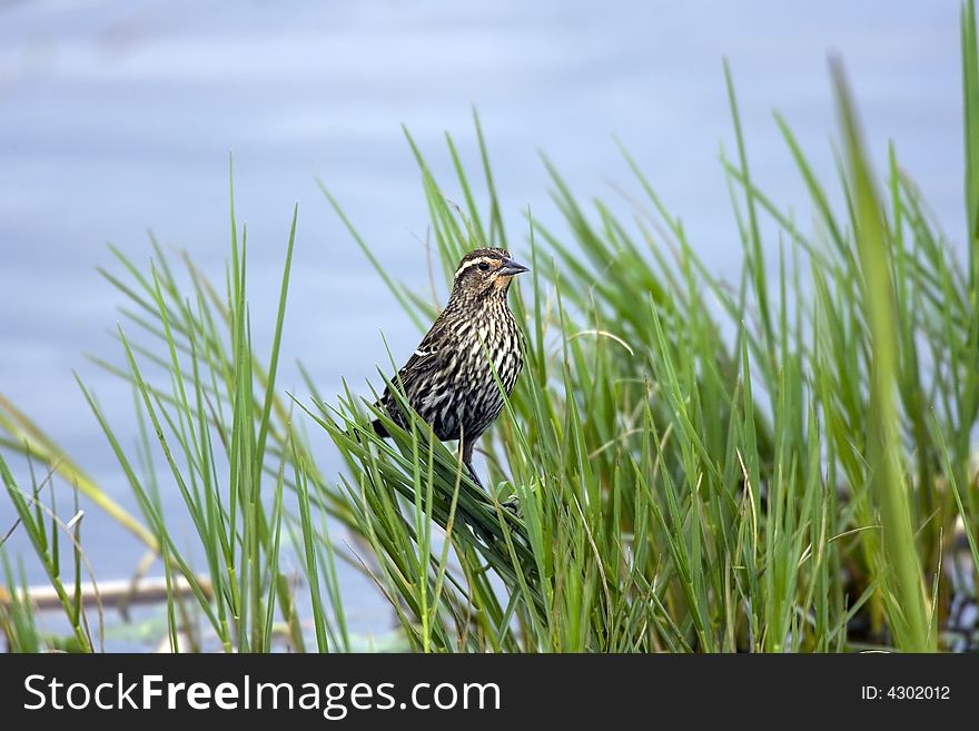 A female Red-winged Blackbird perched in the reeds of the swamp