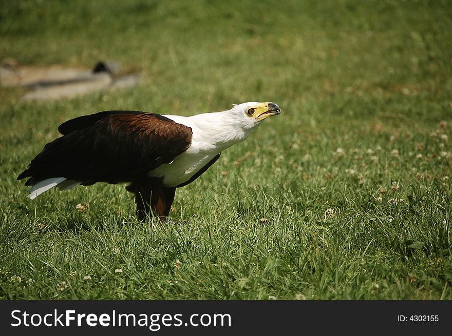 Bald Eagle In The Grass