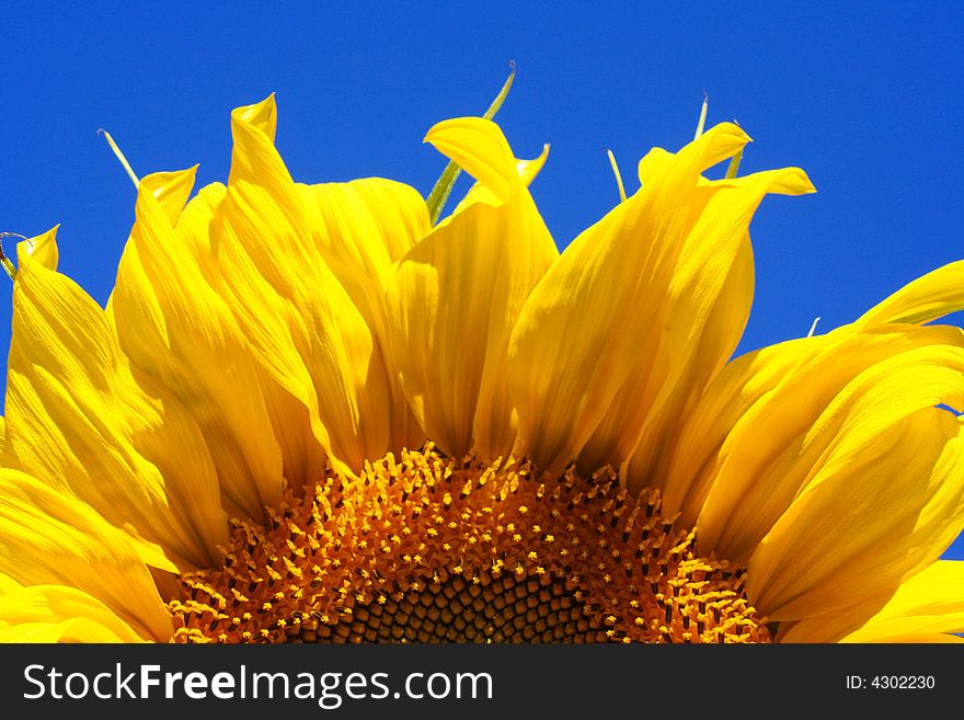 Sunflower In Blue Sky