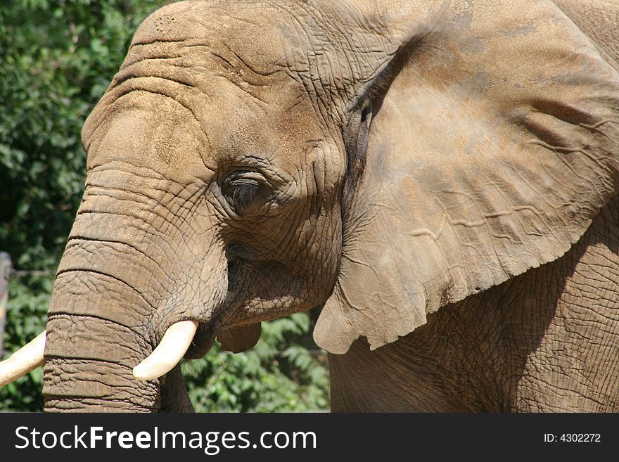 Closeup of an elephant head. Closeup of an elephant head