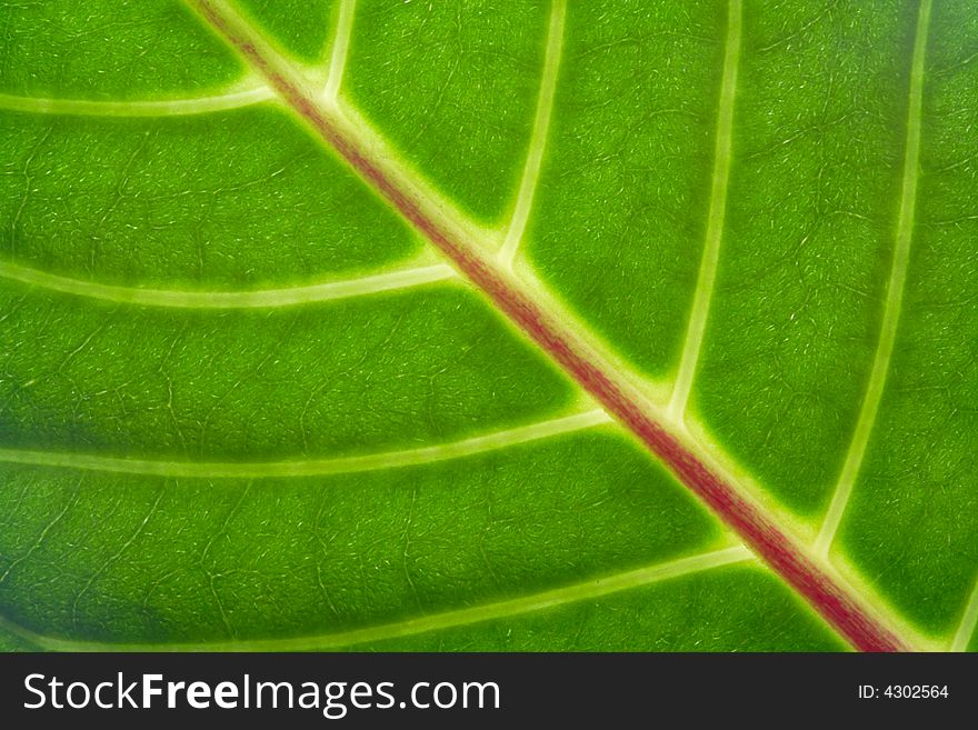 Detail of green leaf. Close-up.