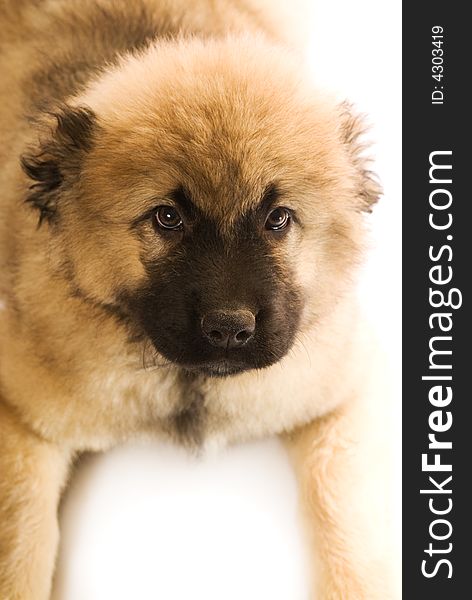 Caucasian shepherd puppy isolated on white background